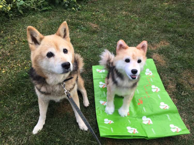 犬 ぬいぐるみ 保護犬 PECOHug ペコハグ 雑種犬 オーダーメイドぬいぐるみ