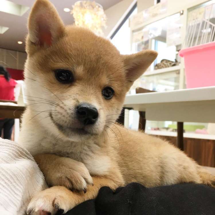 動物,犬,猫,しつけ,飼い方,育て方,病気,健康