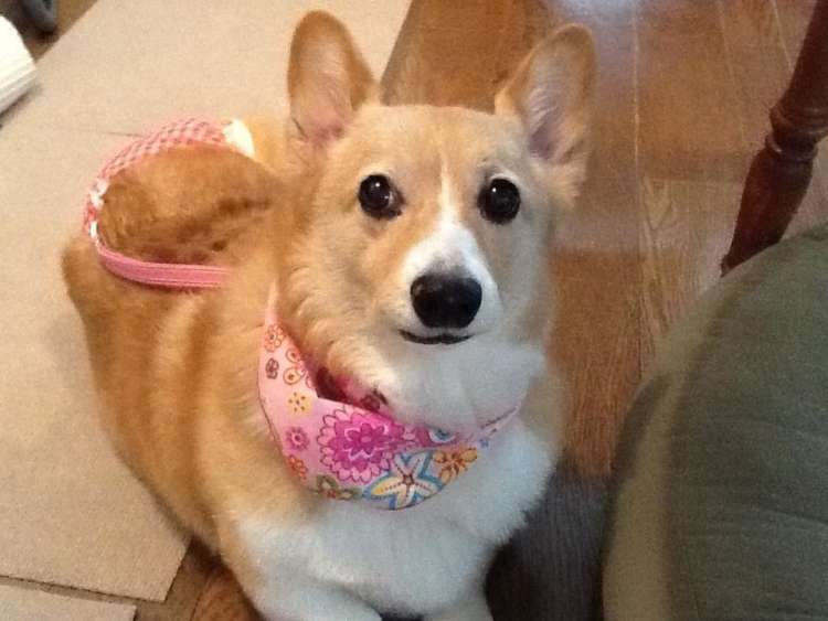 動物,犬,猫,しつけ,飼い方,育て方,病気,健康