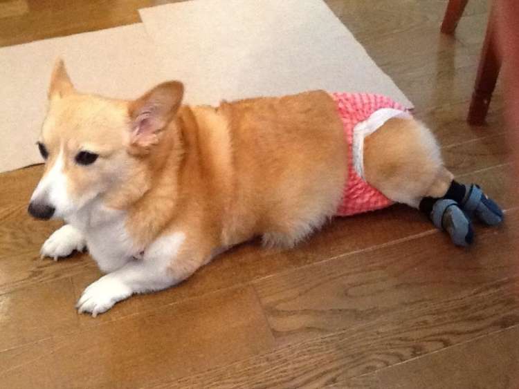 動物,犬,猫,しつけ,飼い方,育て方,病気,健康
