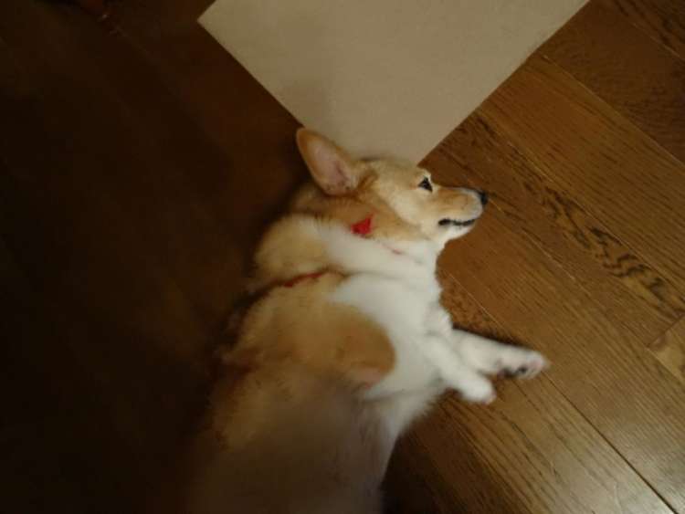 動物,犬,猫,しつけ,飼い方,育て方,病気,健康