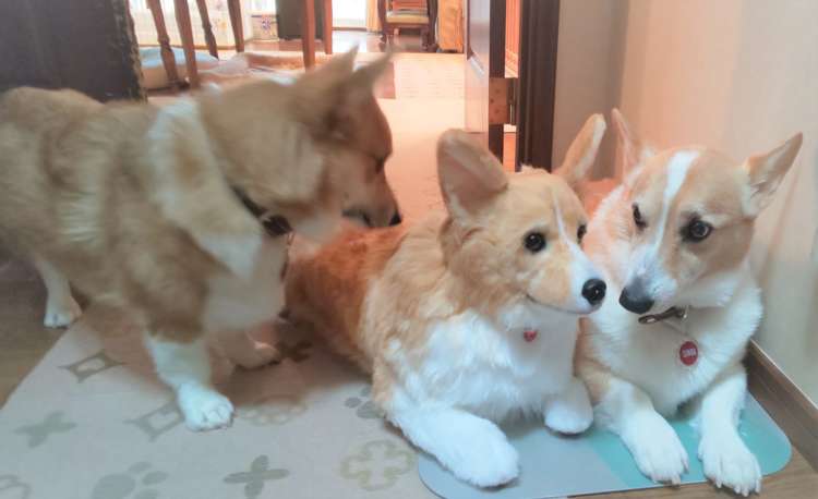 動物,犬,猫,しつけ,飼い方,育て方,病気,健康