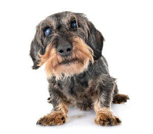 動物,犬,猫,しつけ,飼い方,育て方,病気,健康