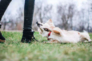 動物,犬,猫,しつけ,飼い方,育て方,病気,健康