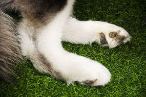 動物,犬,猫,しつけ,飼い方,育て方,病気,健康