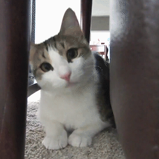 動物,犬,猫,しつけ,飼い方,育て方,病気,健康