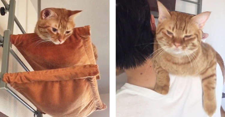 お昼寝中、パパから「起きて〜」と言われた猫 → すぐに目を覚まして…甘えてきた〜(*´∀`) 48秒