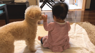 動物,犬,猫,しつけ,飼い方,育て方,病気,健康