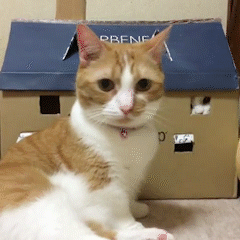 動物,犬,猫,しつけ,飼い方,育て方,病気,健康