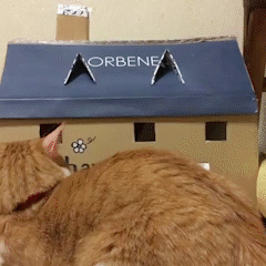 動物,犬,猫,しつけ,飼い方,育て方,病気,健康