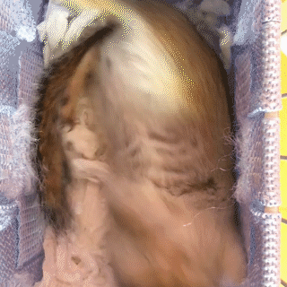 動物,犬,猫,しつけ,飼い方,育て方,病気,健康