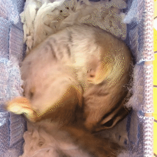 動物,犬,猫,しつけ,飼い方,育て方,病気,健康