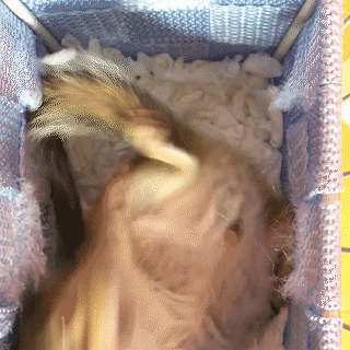 動物,犬,猫,しつけ,飼い方,育て方,病気,健康