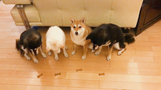 動物,犬,猫,しつけ,飼い方,育て方,病気,健康