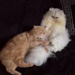 動物,犬,猫,しつけ,飼い方,育て方,病気,健康