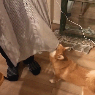 動物,犬,猫,しつけ,飼い方,育て方,病気,健康