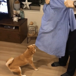 動物,犬,猫,しつけ,飼い方,育て方,病気,健康