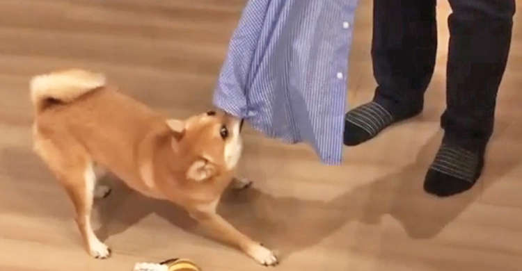 【柴犬クリーニング店】シャツの裾をぐいぐい引っ張って、シワ伸ばしをしてくれるお手伝いさん登場♪