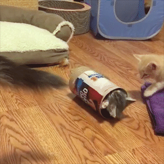 動物,犬,猫,しつけ,飼い方,育て方,病気,健康