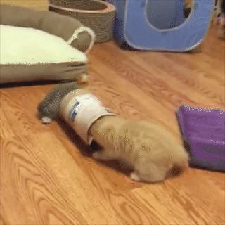 動物,犬,猫,しつけ,飼い方,育て方,病気,健康
