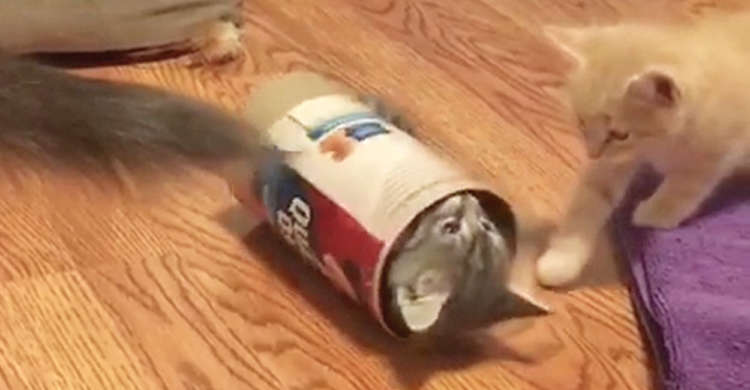 【子猫ホイホイ♪】1匹、また1匹と中へ…。魅惑たっぷりのトンネルに、取り憑かれちゃうニャンコたち♡