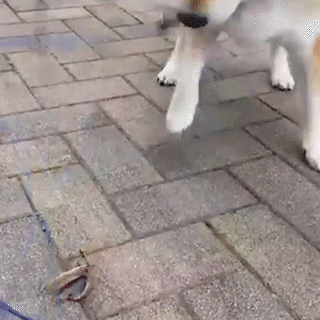 動物,犬,猫,しつけ,飼い方,育て方,病気,健康