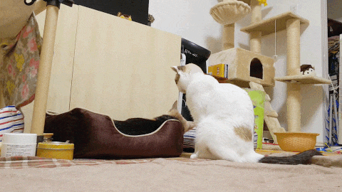 動物,犬,猫,しつけ,飼い方,育て方,病気,健康