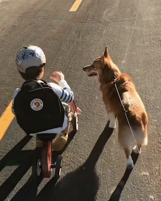 動物,犬,猫,しつけ,飼い方,育て方,病気,健康