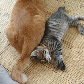 動物,犬,猫,しつけ,飼い方,育て方,病気,健康