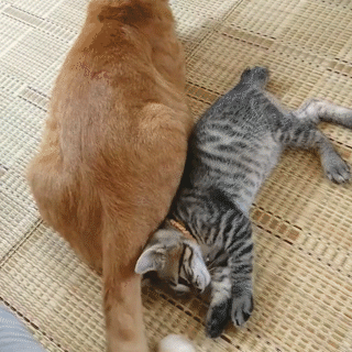 動物,犬,猫,しつけ,飼い方,育て方,病気,健康