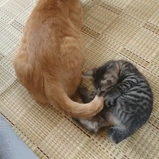 動物,犬,猫,しつけ,飼い方,育て方,病気,健康