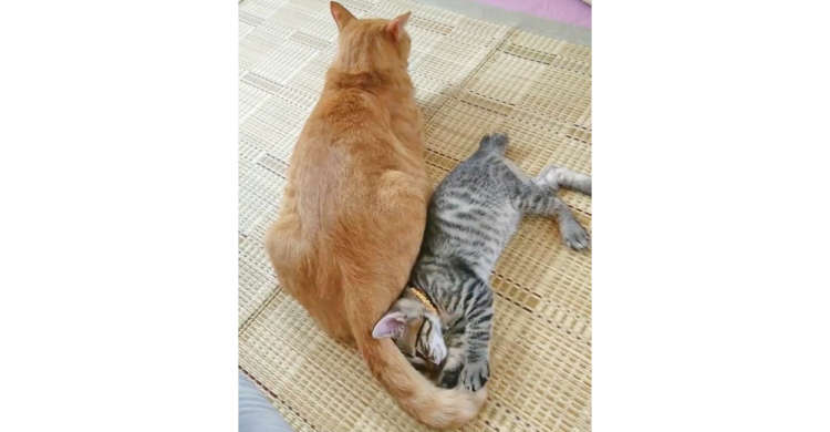 【1度は起こされてみたい!】ペチペチ当てて子猫を起こす “尻尾目覚まし” に、思わず和む(*´∀`)
