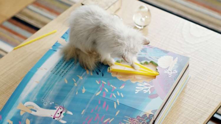 動物,犬,猫,しつけ,飼い方,育て方,病気,健康