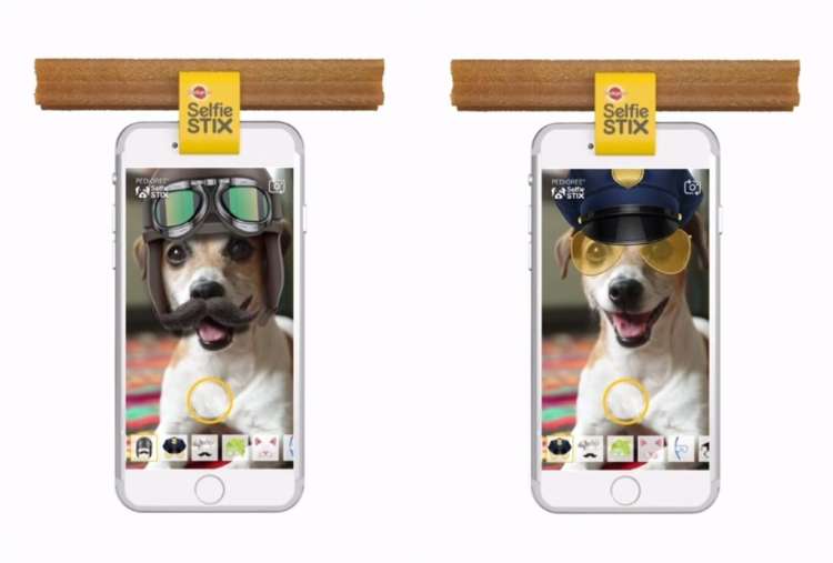 動物,犬,猫,しつけ,飼い方,育て方,病気,健康