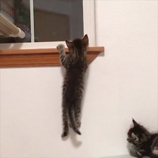 動物,犬,猫,しつけ,飼い方,育て方,病気,健康