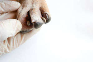 動物,犬,猫,しつけ,飼い方,育て方,病気,健康