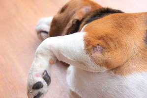 動物,犬,猫,しつけ,飼い方,育て方,病気,健康
