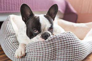 動物,犬,猫,しつけ,飼い方,育て方,病気,健康