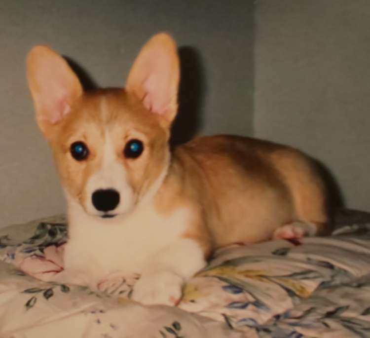 動物,犬,猫,しつけ,飼い方,育て方,病気,健康