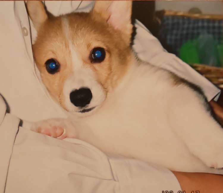 動物,犬,猫,しつけ,飼い方,育て方,病気,健康