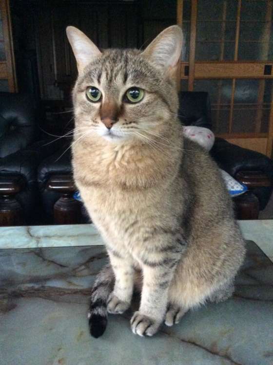 猫 ぬいぐるみ オーダーメイド オーダーメイドぬいぐるみ PECOHug ペコハグ