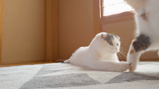 動物,犬,猫,しつけ,飼い方,育て方,病気,健康