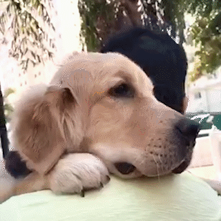 動物,犬,猫,しつけ,飼い方,育て方,病気,健康