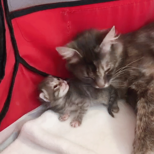 動物,犬,猫,しつけ,飼い方,育て方,病気,健康