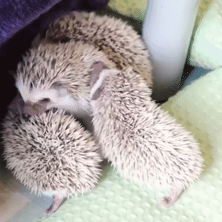動物,犬,猫,しつけ,飼い方,育て方,病気,健康