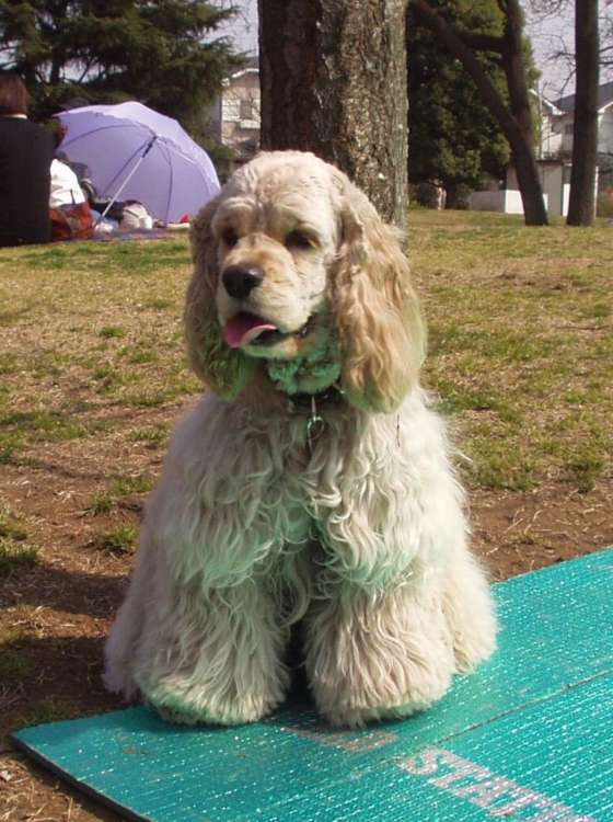 動物,犬,猫,しつけ,飼い方,育て方,病気,健康