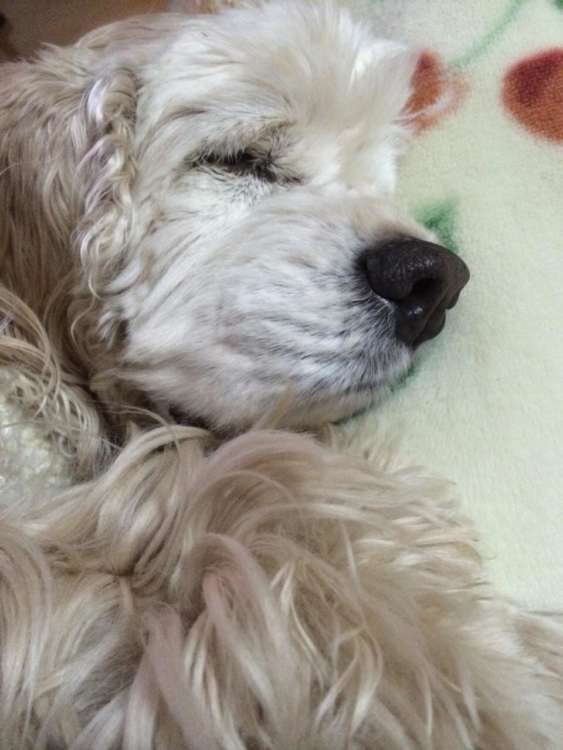 動物,犬,猫,しつけ,飼い方,育て方,病気,健康