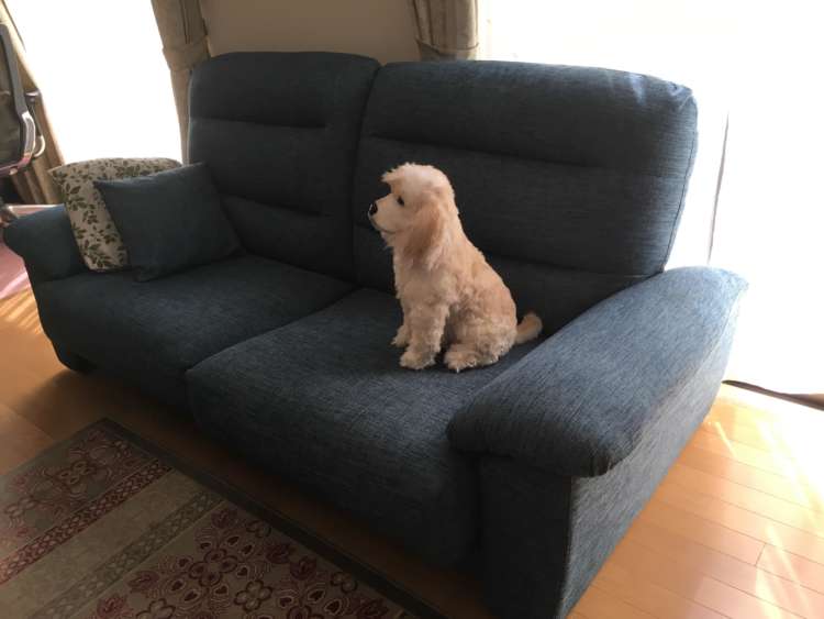 動物,犬,猫,しつけ,飼い方,育て方,病気,健康