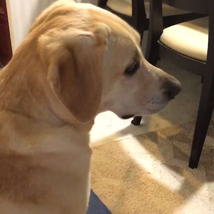 動物,犬,猫,しつけ,飼い方,育て方,病気,健康
