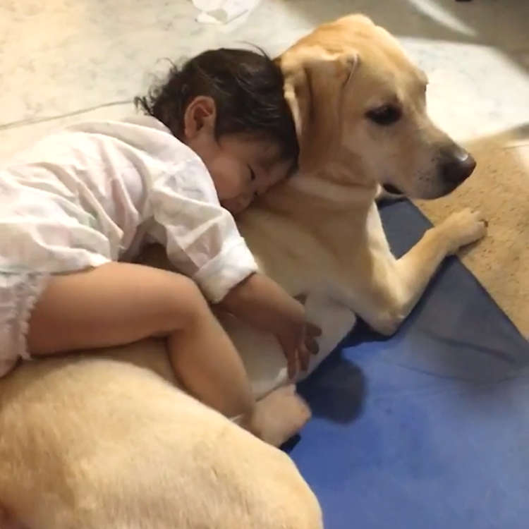 動物,犬,猫,しつけ,飼い方,育て方,病気,健康